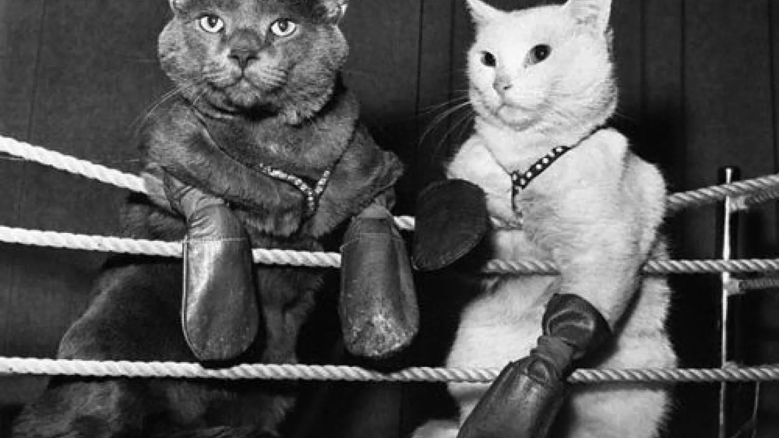 Un ejemplo de las artes marciales en la ejecución de los gatos