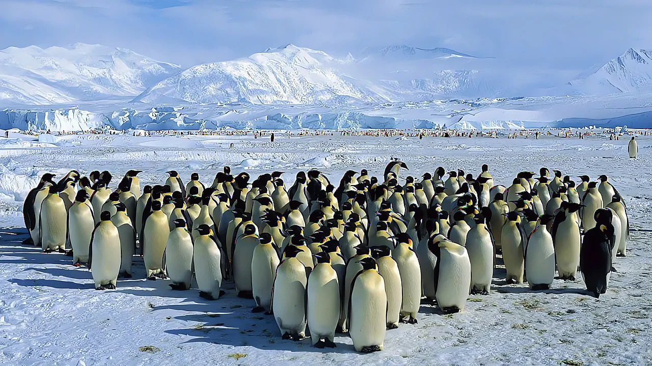 15 faits Intéressants sur les pingouins