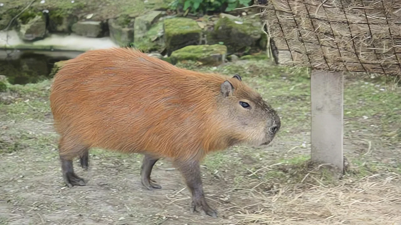 10 animaux étranges qui vivent dans la forêt tropicale