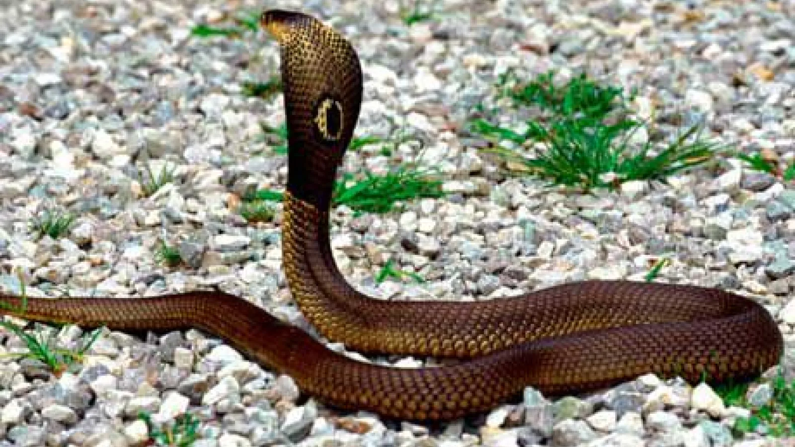 Top 10 most dangerous animals in the world